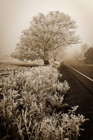 Frosted Oak & Road -  David Lorenz Winston - McGaw Graphics