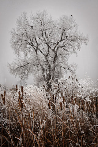 Cattails Teasel and Tree -  David Lorenz Winston - McGaw Graphics