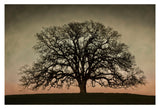 Majestic Oak -  David Lorenz Winston - McGaw Graphics