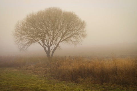 Tree in Field -  David Lorenz Winston - McGaw Graphics