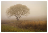 Tree in Field -  David Lorenz Winston - McGaw Graphics