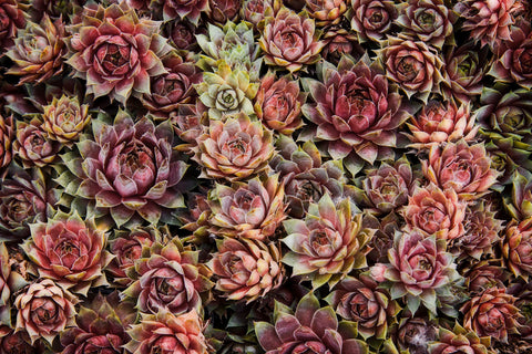 Succulents -  David Lorenz Winston - McGaw Graphics