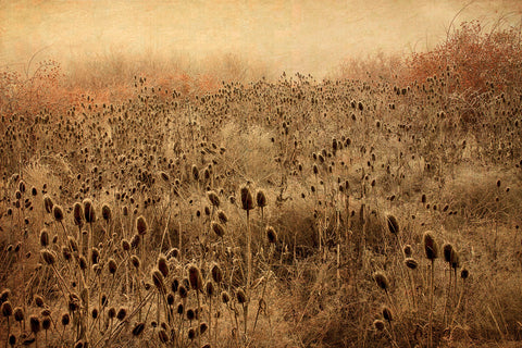 Teasel & Rosehips II -  David Lorenz Winston - McGaw Graphics