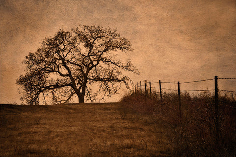 Tree and Fence II -  David Lorenz Winston - McGaw Graphics