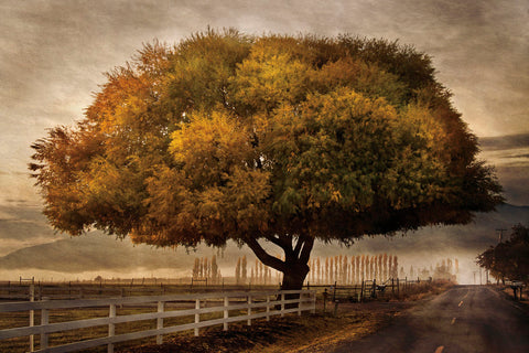 Autumnal Landscape -  David Lorenz Winston - McGaw Graphics