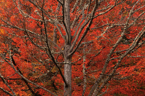 Lithia Park in Fall -  David Lorenz Winston - McGaw Graphics