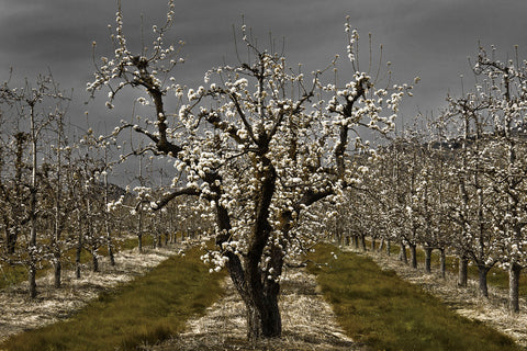 Pear Blossoms -  David Lorenz Winston - McGaw Graphics