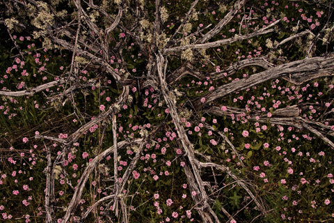 Table Rock Ground Cover -  David Lorenz Winston - McGaw Graphics