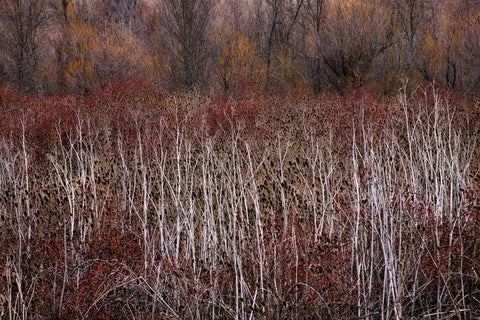 Teasel and Rosehips III -  David Lorenz Winston - McGaw Graphics