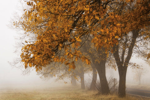 Fog in Fall -  David Lorenz Winston - McGaw Graphics