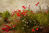 Poppy Garden -  David Lorenz Winston - McGaw Graphics