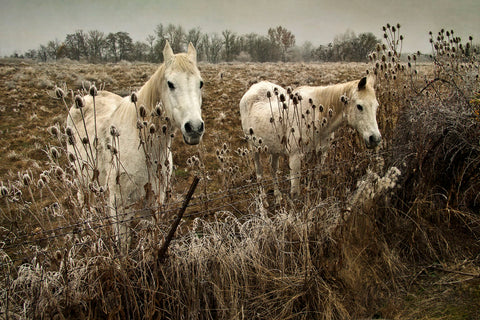 White Horses -  David Lorenz Winston - McGaw Graphics