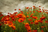 Bobbi’s Poppies -  David Lorenz Winston - McGaw Graphics