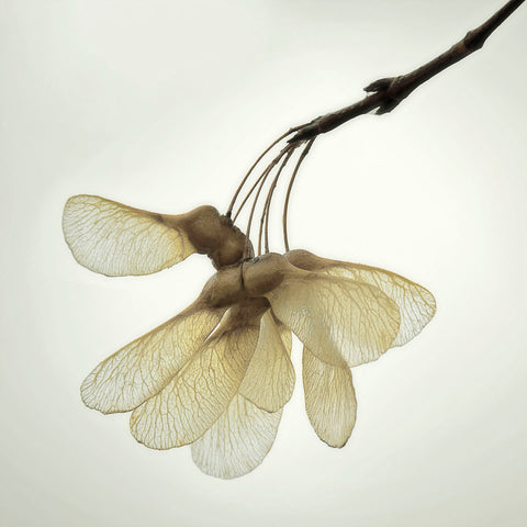 Maple Seedpods -  David Lorenz Winston - McGaw Graphics