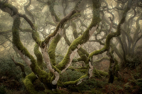 Flora‚Äôs Poise Fog Play -  David Lorenz Winston - McGaw Graphics