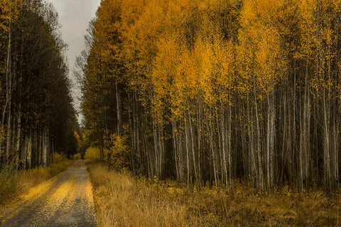 Wood River Aspens -  David Lorenz Winston - McGaw Graphics