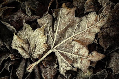 Frosted Leaves -  David Lorenz Winston - McGaw Graphics