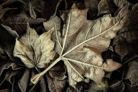 Frosted Leaves -  David Lorenz Winston - McGaw Graphics