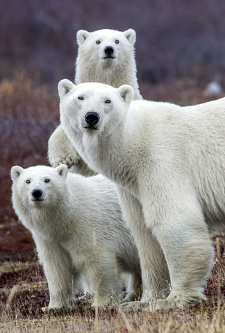Churchill Polar Bears -  Art Wolfe - McGaw Graphics