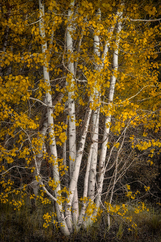 Aspens -  David Lorenz Winston - McGaw Graphics