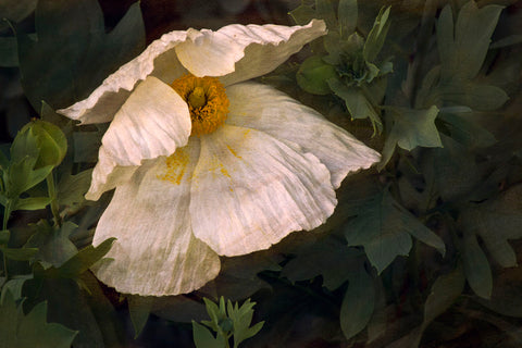 Romenya Coulteri Poppy -  David Lorenz Winston - McGaw Graphics