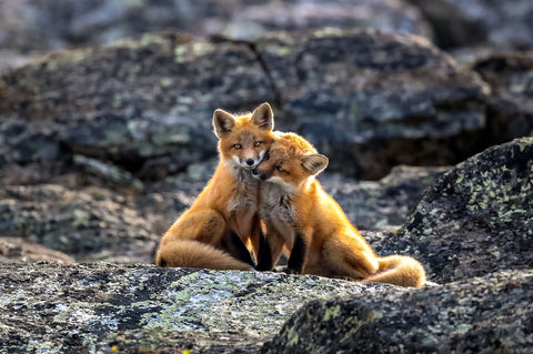 Red Foxes, Nunavik, Quebec, Canada -  Art Wolfe - McGaw Graphics