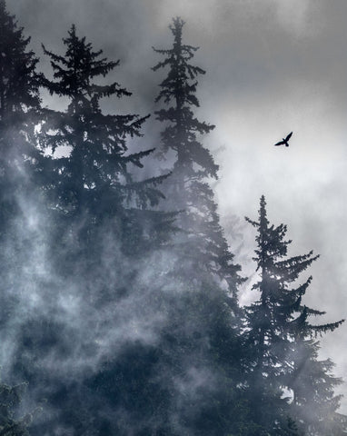 Raven, Glacier Bay National Park, Alaska -  Art Wolfe - McGaw Graphics