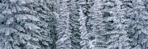 Evergreen forest, Mount Rainier National Park, Washington -  Art Wolfe - McGaw Graphics
