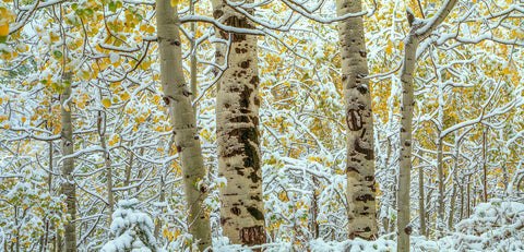 Aspen forest, Colorado -  Art Wolfe - McGaw Graphics