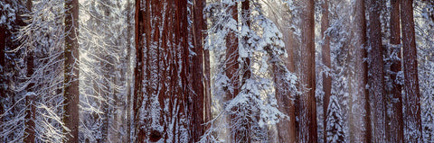 Sequoia National Park, California -  Art Wolfe - McGaw Graphics
