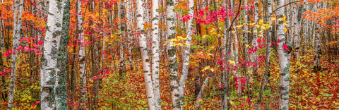 Autumn colors in the Superior National Forest, Minnesota -  Art Wolfe - McGaw Graphics