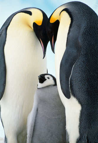 Emperor Penguins, Antartica -  Art Wolfe - McGaw Graphics