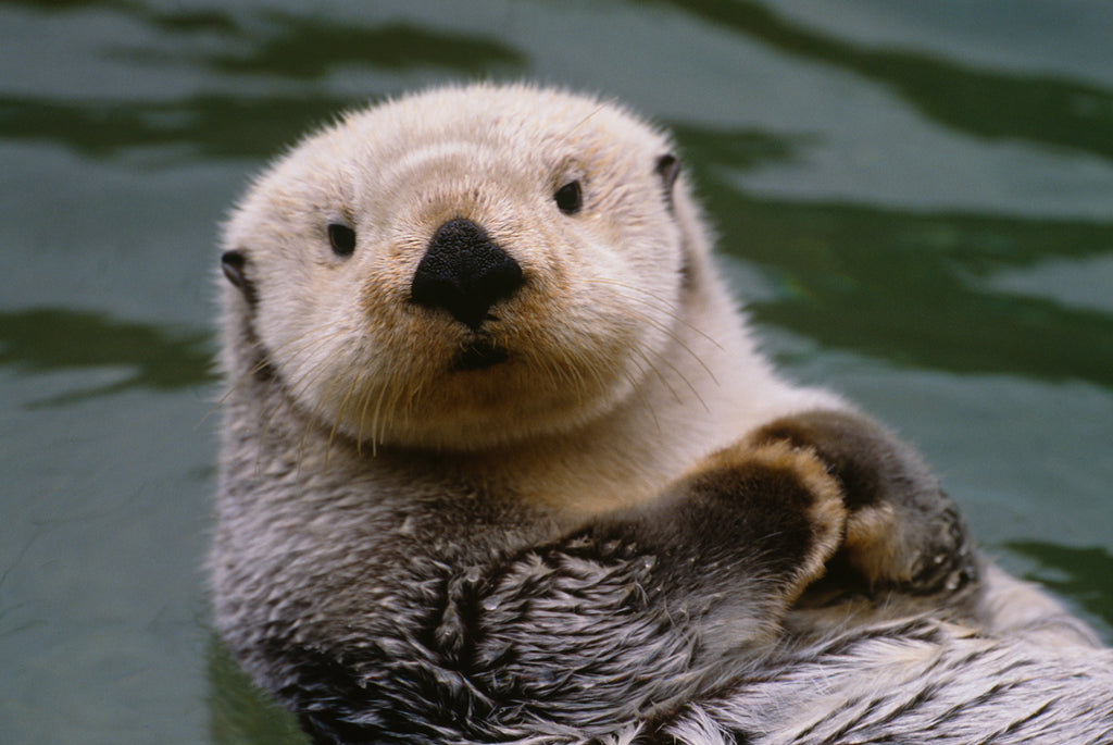 Sea Otter, Alaska | McGaw Graphics