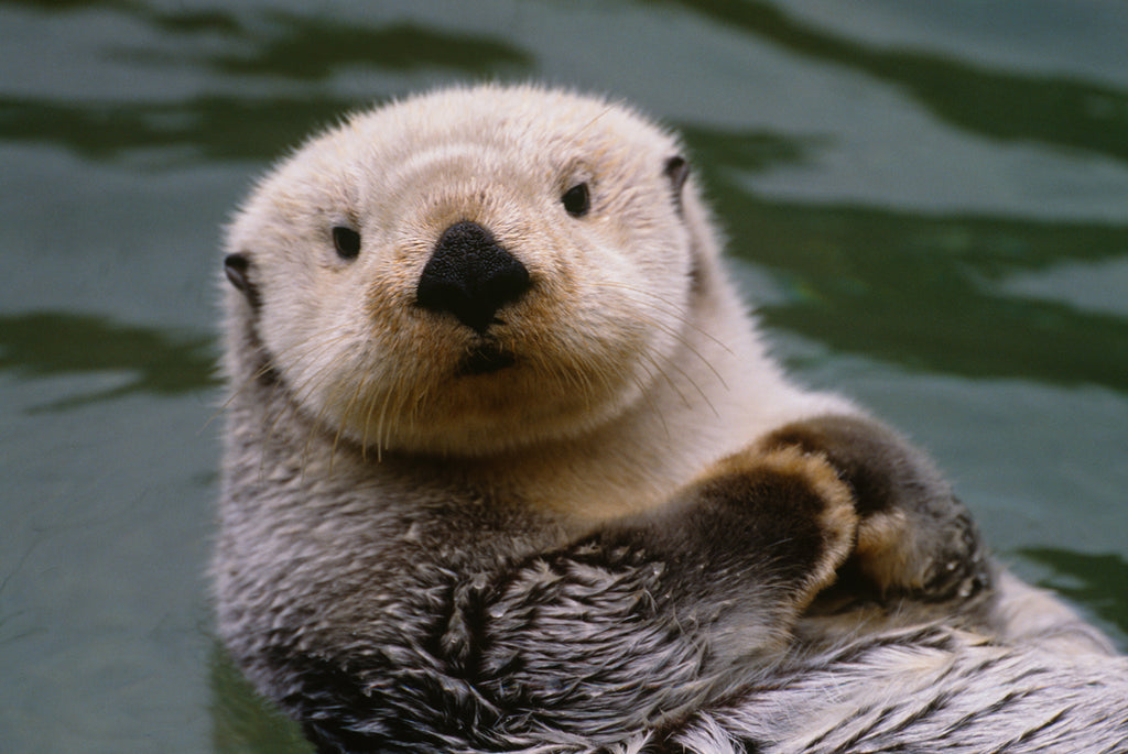 Cute Sea Otters Cute sea otters