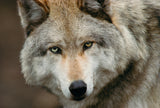 Grey Wolf, Montana -  Art Wolfe - McGaw Graphics