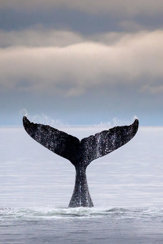 Humpback Whale Tail, Glacier Bay National Park, Alaska -  Art Wolfe - McGaw Graphics