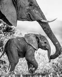 African Elephant with Calf -  Art Wolfe - McGaw Graphics