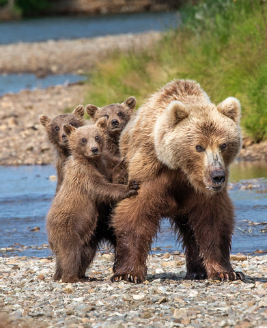 Hanging with Mom - Alaska Brown Bears -  Art Wolfe - McGaw Graphics