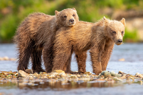Lean on Me - Alaska Brown Bears -  Art Wolfe - McGaw Graphics