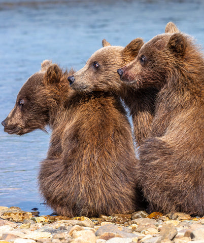 Best Buddies - Alaska Brown Bears -  Art Wolfe - McGaw Graphics