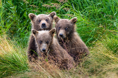 Three Amigos - Alaska Brown Bears -  Art Wolfe - McGaw Graphics