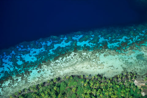 Palms at Water's Edge -  Art Wolfe - McGaw Graphics
