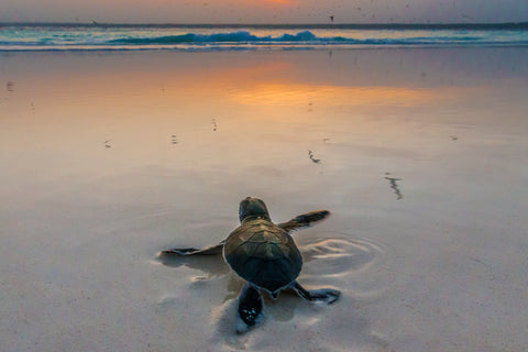 Green Sea Turtle, Mnemba Island, Tanzania I -  Art Wolfe - McGaw Graphics