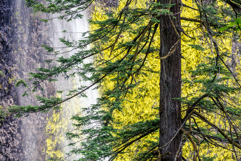 Latourell Falls and Douglas Fir, Columbia River Gorge, Oregon -  Art Wolfe - McGaw Graphics