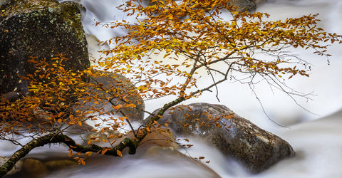 Great Smoky Mountains National Park, North Carolina -  Art Wolfe - McGaw Graphics