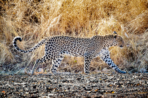 Leopard, Central District, Botswana -  Art Wolfe - McGaw Graphics