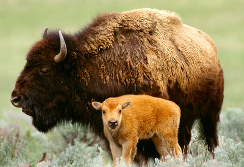 Bison, Yellowstone National Park, Wyoming -  Art Wolfe - McGaw Graphics