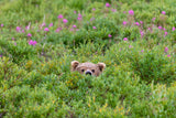 Brown Bear Head, Katmai National Park, Alaska -  Art Wolfe - McGaw Graphics