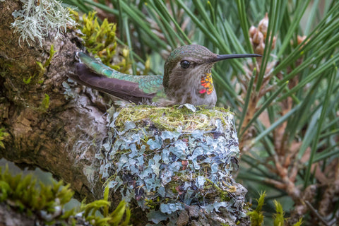 Rufous Hummingbird on Nest, Washington -  Art Wolfe - McGaw Graphics