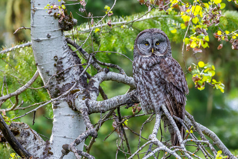 Great Gray Owl, Washington -  Art Wolfe - McGaw Graphics